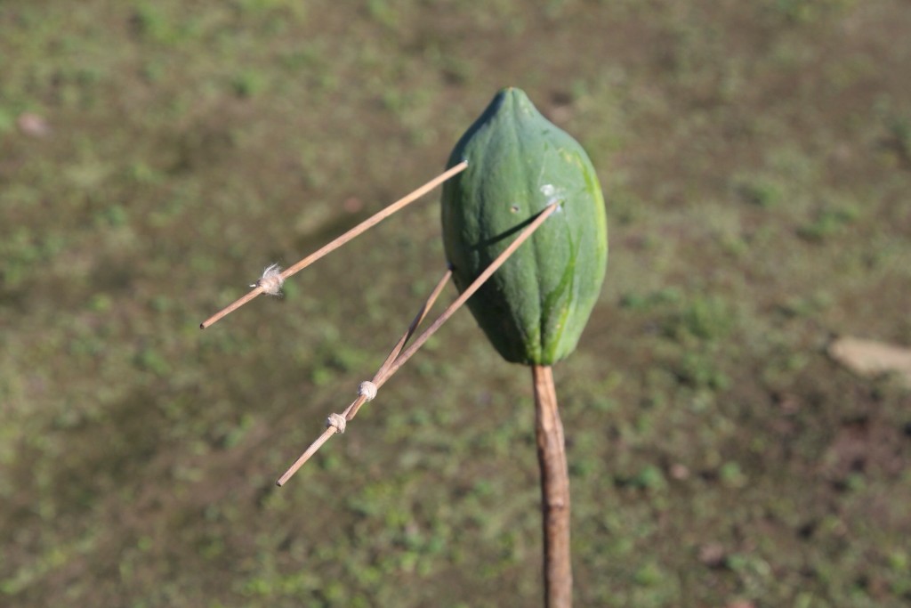 Dead papaya